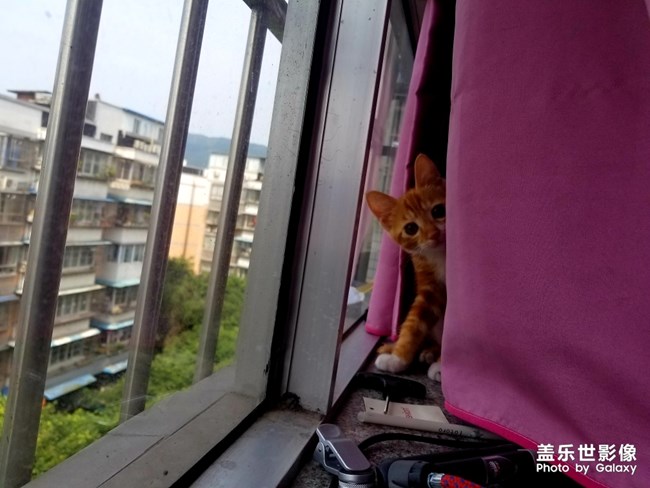 拿鏡頭的養(yǎng)貓人 拿鏡頭的養(yǎng)貓人