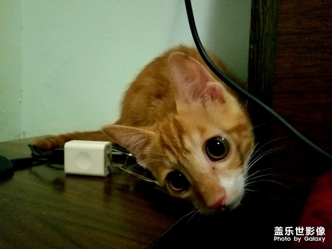 拿鏡頭的養(yǎng)貓人 拿鏡頭的養(yǎng)貓人