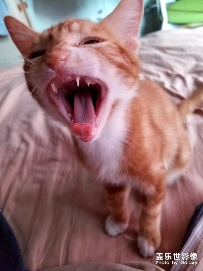 拿鏡頭的養(yǎng)貓人 拿鏡頭的養(yǎng)貓人