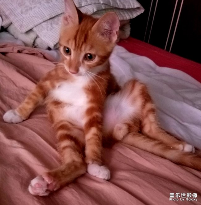 拿鏡頭的養(yǎng)貓人 拿鏡頭的養(yǎng)貓人