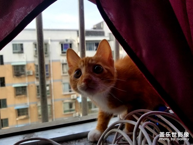 拿鏡頭的養(yǎng)貓人 拿鏡頭的養(yǎng)貓人