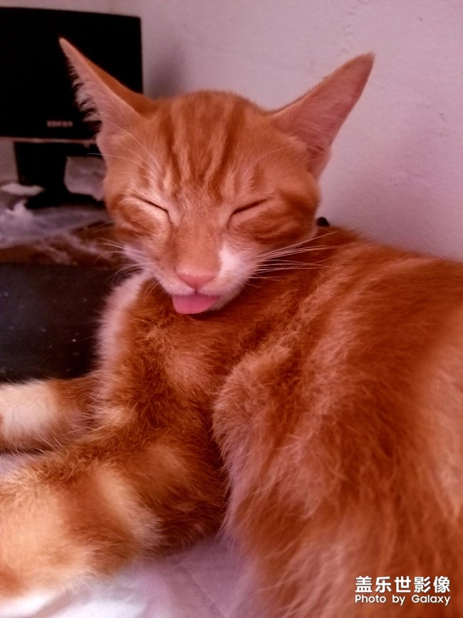 拿鏡頭的養(yǎng)貓人 拿鏡頭的養(yǎng)貓人