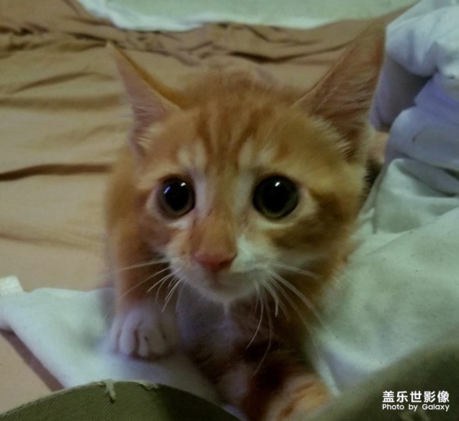 拿鏡頭的養(yǎng)貓人 拿鏡頭的養(yǎng)貓人