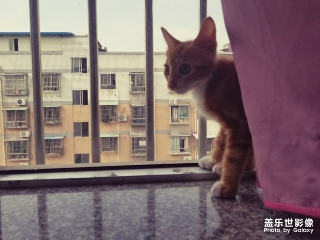 拿鏡頭的養(yǎng)貓人 拿鏡頭的養(yǎng)貓人