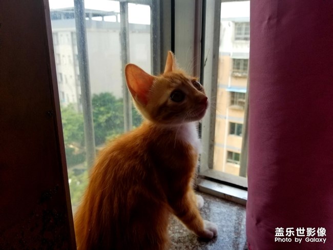 拿鏡頭的養(yǎng)貓人 拿鏡頭的養(yǎng)貓人