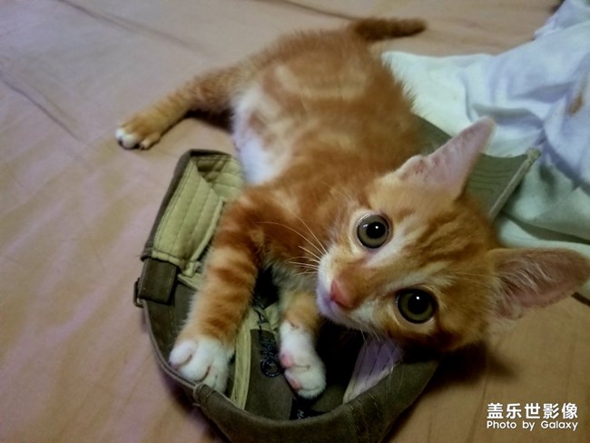 拿鏡頭的養(yǎng)貓人 拿鏡頭的養(yǎng)貓人