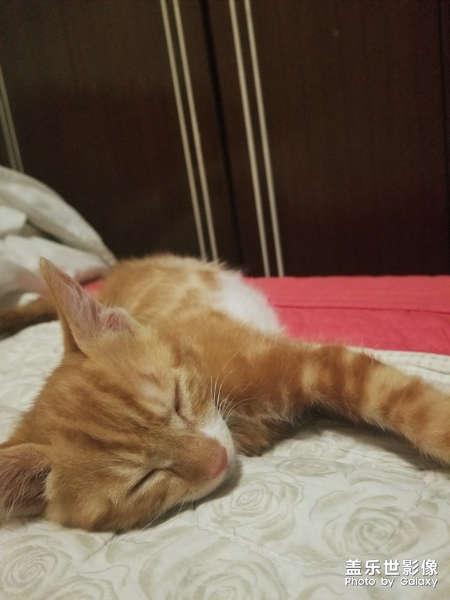 拿鏡頭的養(yǎng)貓人 拿鏡頭的養(yǎng)貓人