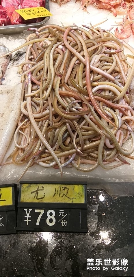 這個魚的學(xué)名是什么？