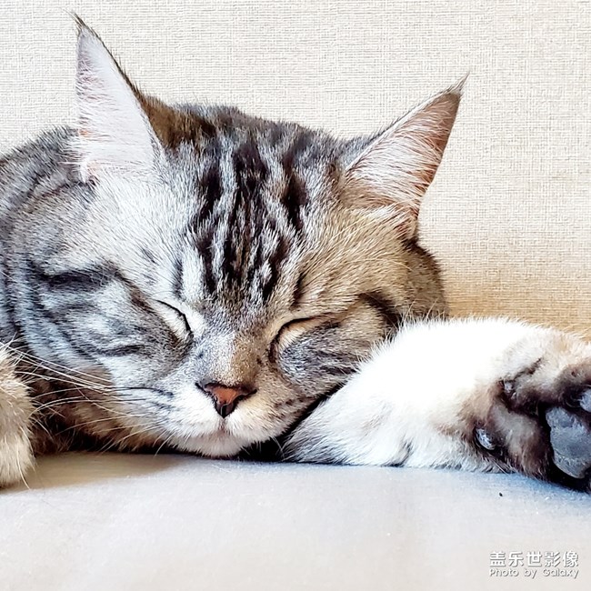 我家胖子哈哈
