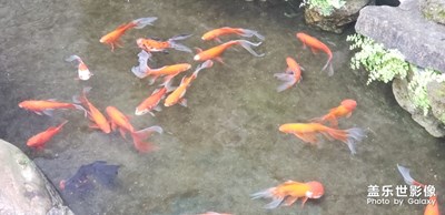 【四月你好】+ 詩中有四月，歲月暗生香