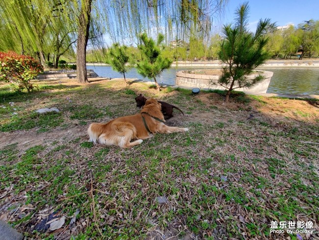 狗狗大作戰(zhàn)