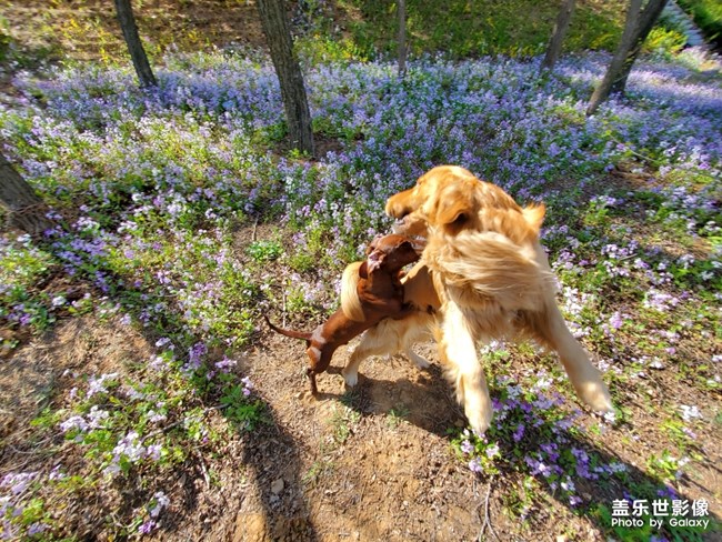 狗狗大作戰(zhàn)