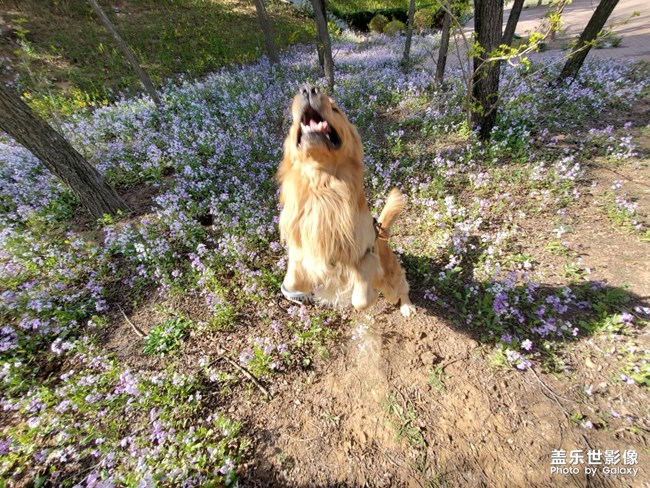 狗狗大作戰(zhàn)