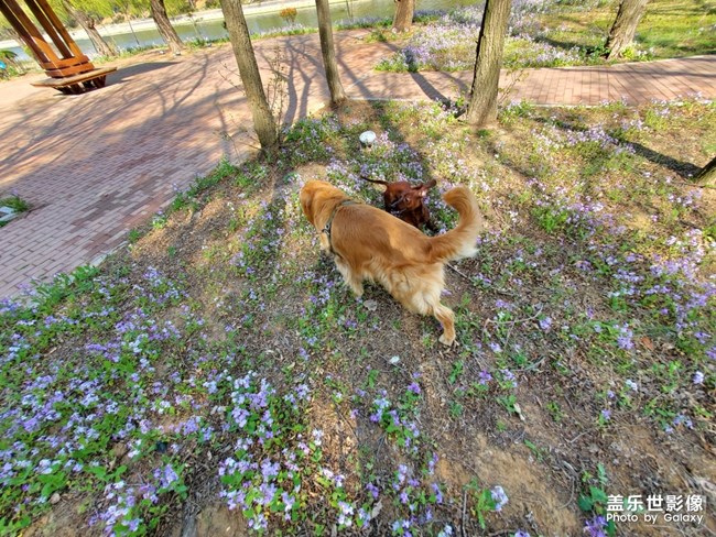 狗狗大作戰(zhàn)
