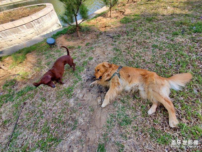 狗狗大作戰(zhàn)
