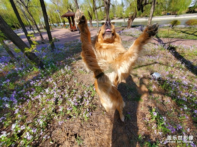 狗狗大作戰(zhàn)