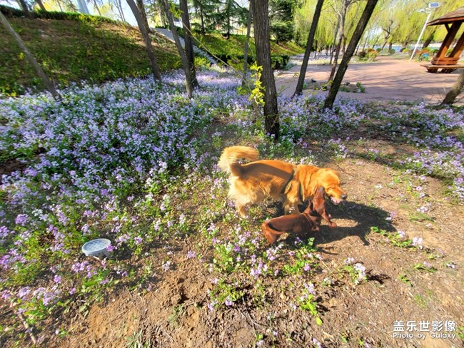 狗狗大作戰(zhàn)