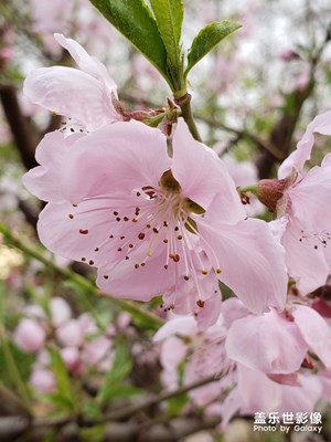 【四月你好】+芳菲四月