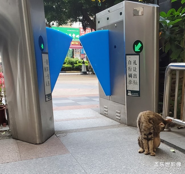 大世界下的小貓咪