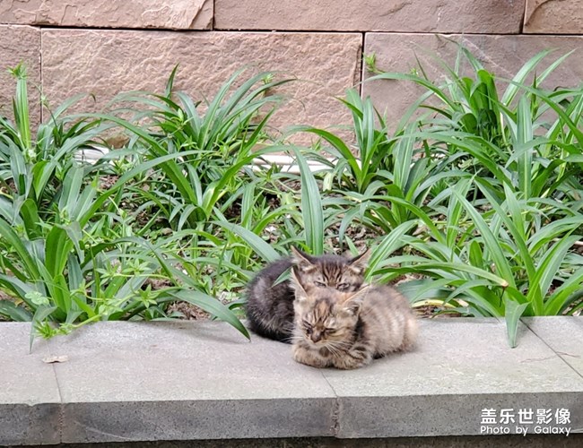 大世界下的小貓咪