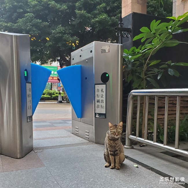 大世界下的小貓咪