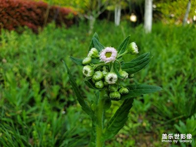 【陽光的味道】+陽光下的花花草草