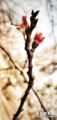 春來了，一切都含苞待放的樣子