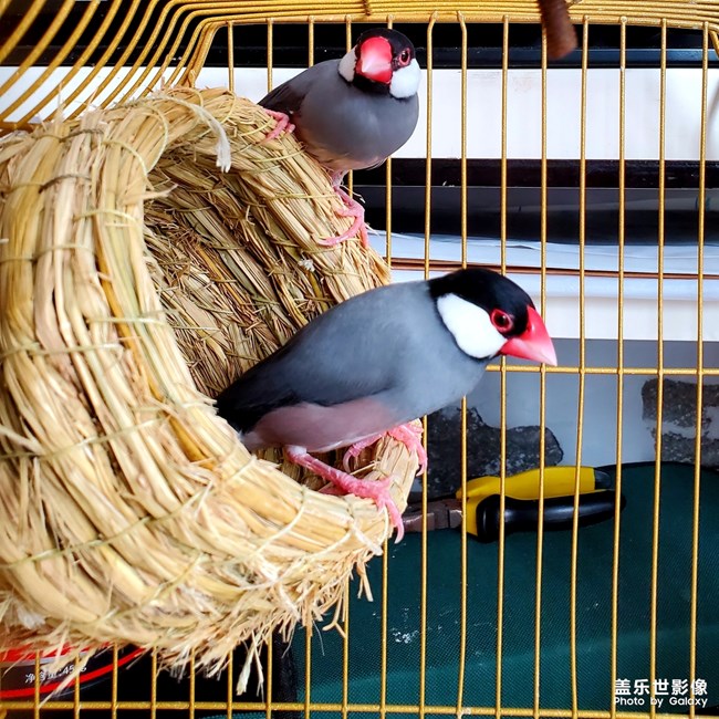 恩愛的文鳥