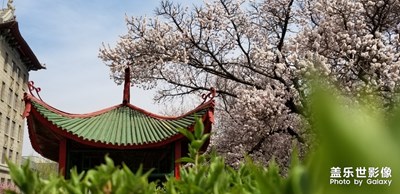 【不負好春光】+校園春光