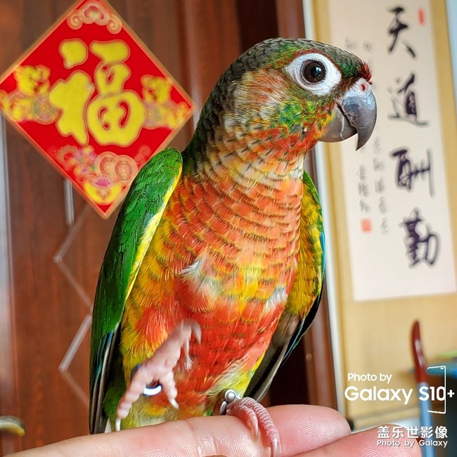 乖乖日常洗澡叼球