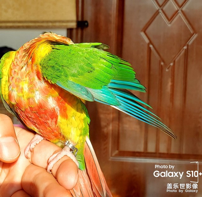 乖乖日常洗澡叼球