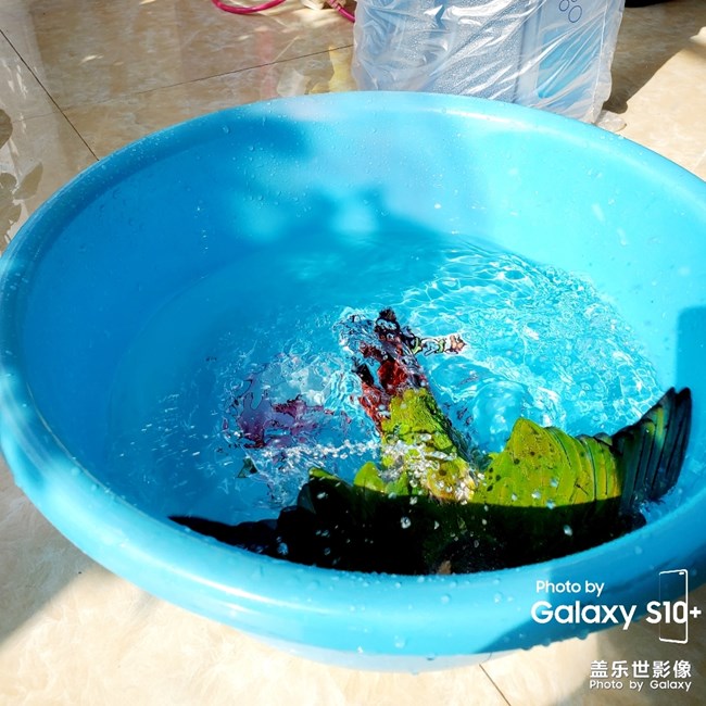 乖乖日常洗澡叼球