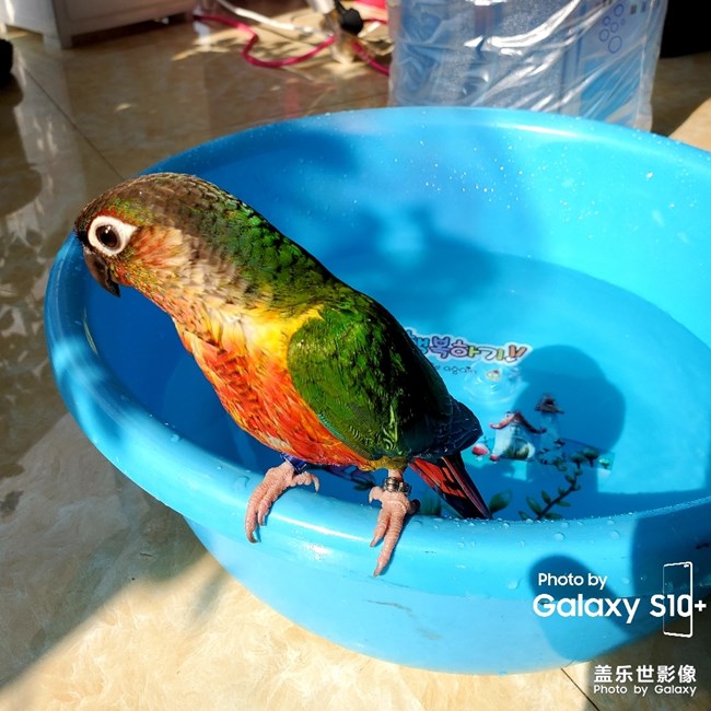 乖乖日常洗澡叼球