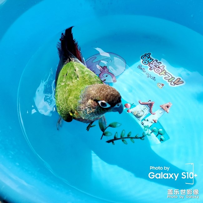 乖乖日常洗澡叼球