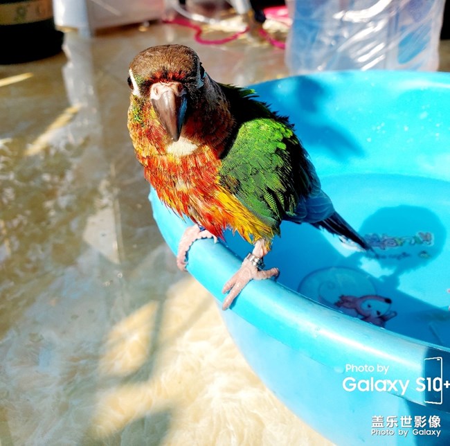 乖乖日常洗澡叼球