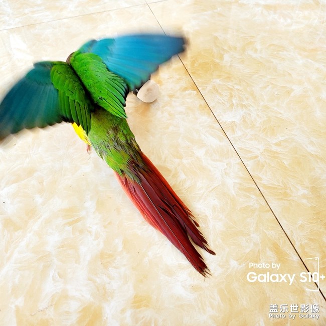 乖乖日常洗澡叼球