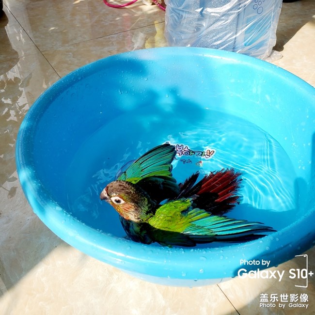 乖乖日常洗澡叼球