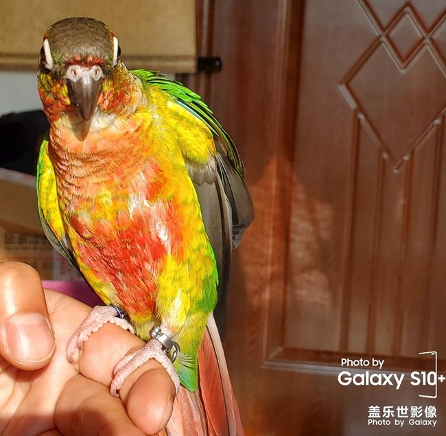 乖乖日常洗澡叼球