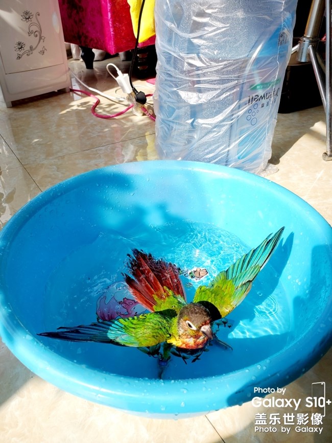 乖乖日常洗澡叼球