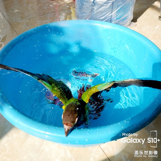 乖乖日常洗澡叼球