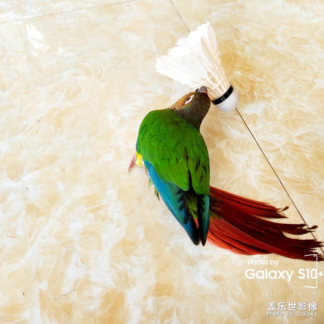 乖乖日常洗澡叼球