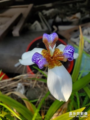 【不負(fù)好春光】被遺棄的巴西鳶尾也會(huì)盛開