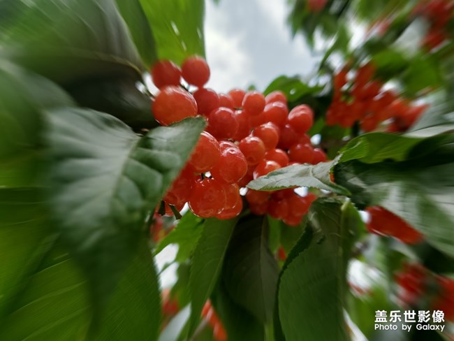 櫻桃紅了