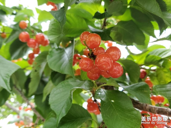 櫻桃紅了