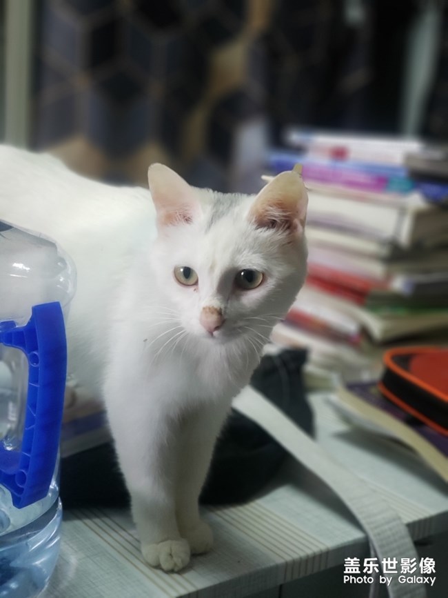 我的小貓咪