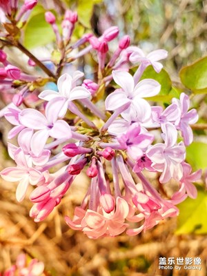 【玩轉(zhuǎn)五一】五月花開