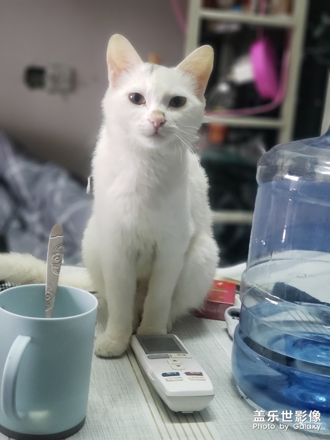 我的小貓咪