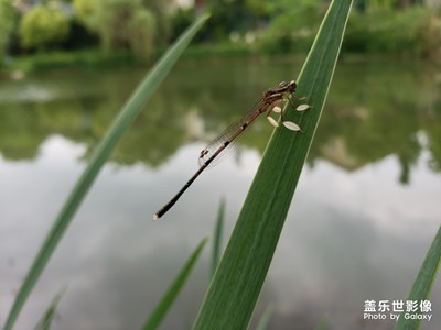 【初夏印象】點(diǎn)水蜻蜓款款飛