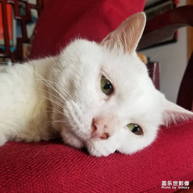 可愛老貓貓