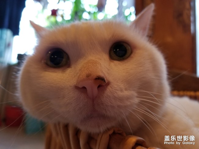 老貓貓?jiān)绯康陌翄赡? title=